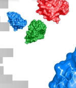 MiniMab™ Single-Domain Antikörper